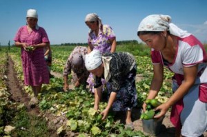 Kyrgyzstan, Jelal-Abad region, farmers are collecting cucumbers